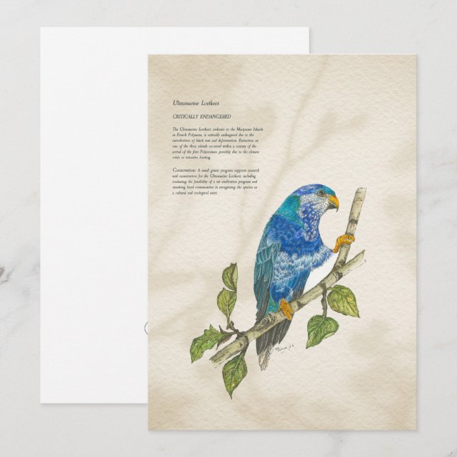 Festiva Tarjeta de felicitación Lorikeet Pintada A Mano En (Anverso / Reverso)