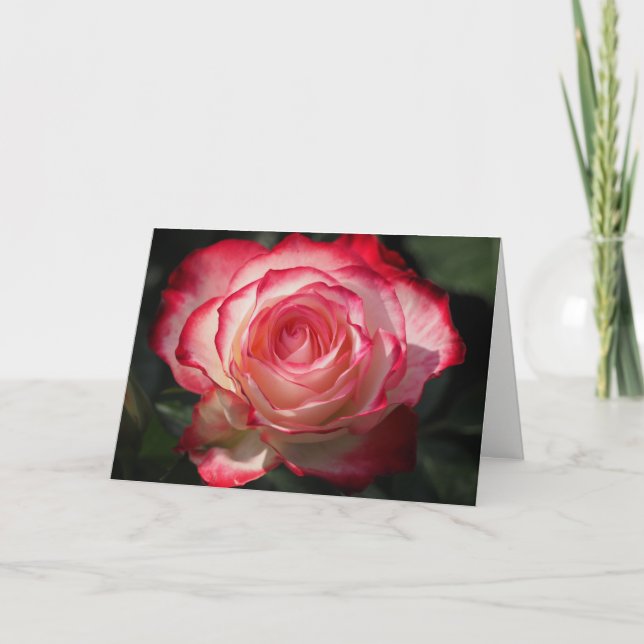 Festiva Tarjeta de felicitación Rosa (Anverso)
