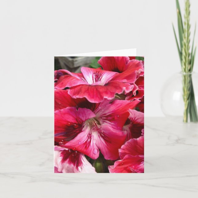 Festiva Tarjeta de Floraciones de Geranio Rosa (Anverso)