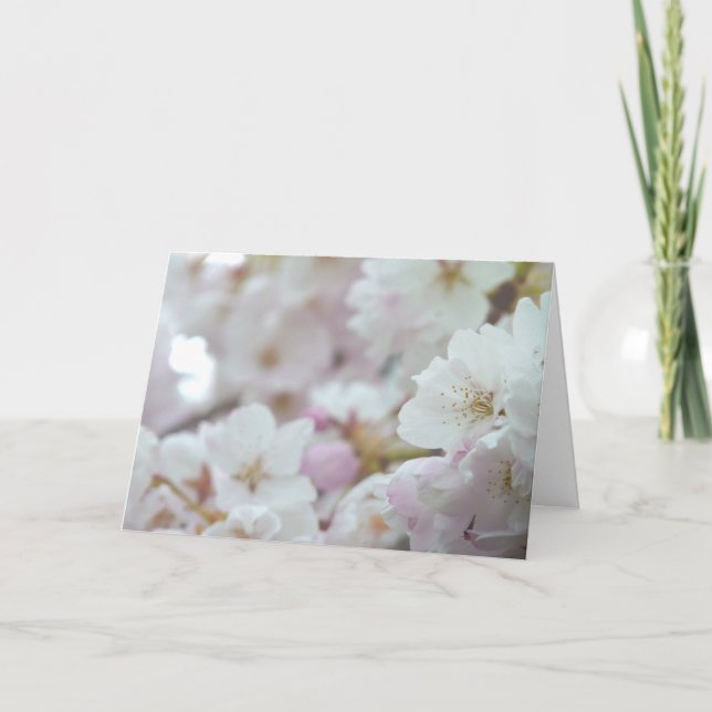Festiva Tarjeta de flores de cerezo Tarjeta de flores blan (Anverso)