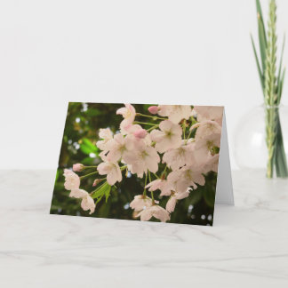 Festiva Tarjeta de flores de cerezo Tarjeta de flores blan