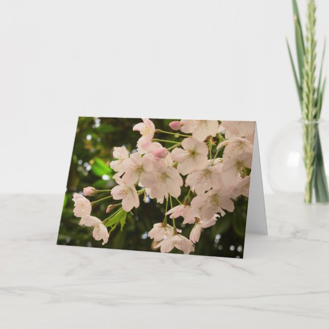 Festiva Tarjeta de flores de cerezo Tarjeta de flores blan (Anverso)