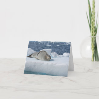 Festiva Tarjeta de foca leopardo