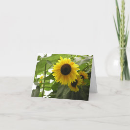 Festiva Tarjeta de girasol (Helianthus)