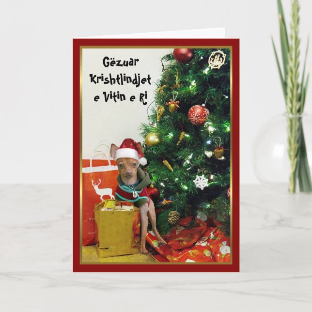 Festiva Tarjeta de la chihuahua de Gëzuar Krishtlindjet e (Anverso)