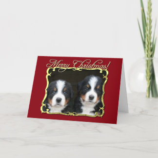 Festiva Tarjeta de los perros de montaña de Bernese de las