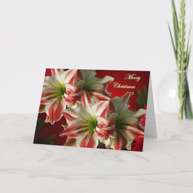 Festiva Tarjeta de Navidades Amaryllis (Anverso)