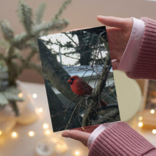 Festiva Tarjeta de Navidades cardinales masculinos