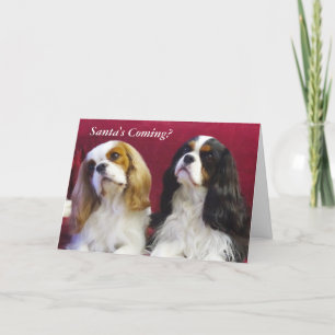 Festiva Tarjeta de Navidades Cavalier King Charles Spaniel