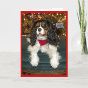 Festiva Tarjeta de Navidades Cavalier King Charles Spaniel
