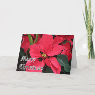 Festiva Tarjeta de navidades con Poinsettias y Feliz Navid