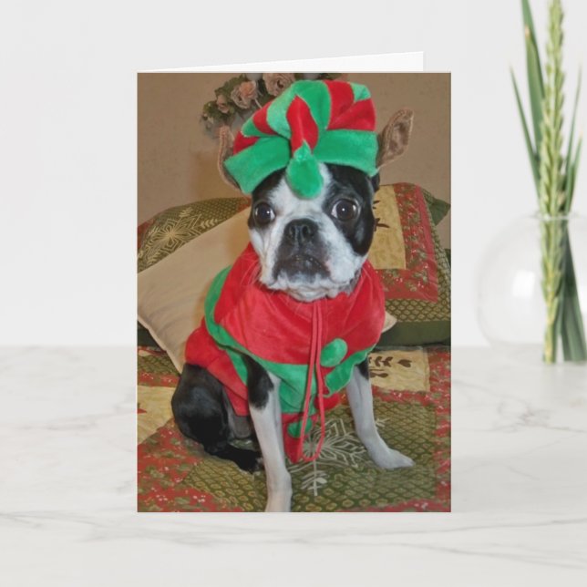 Festiva Tarjeta de Navidades de Boston Terrier Elf (Anverso)