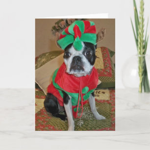 Festiva Tarjeta de Navidades de Boston Terrier Elf