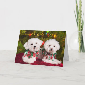 Festiva Tarjeta de Navidades de los perros de los Bichons