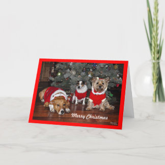 Festiva Tarjeta de Navidades de perro