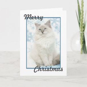 Festiva tarjeta de navidades de ragdoll
