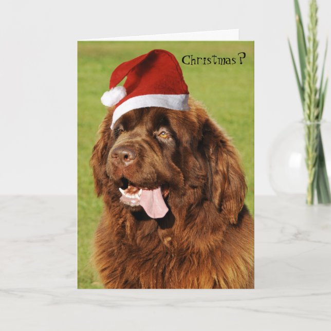 Festiva Tarjeta de Navidades de Terranova (Anverso)