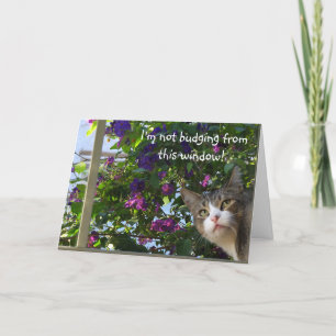 Festiva Tarjeta de Navidades para gatos de búsqueda