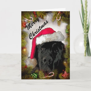 Festiva Tarjeta de navidades ~ Perro de Terranova