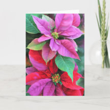 Tarjeta de Navidades Pink & Red Poinsettias