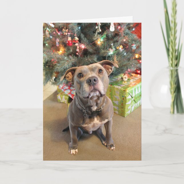 Festiva Tarjeta de Navidades Pitbull Extra Cookie (Anverso)