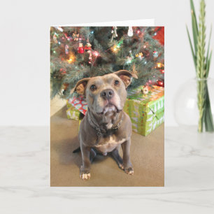 Festiva Tarjeta de Navidades Pitbull Extra Cookie