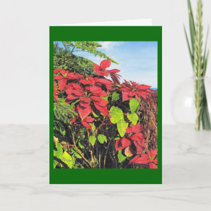Festiva Tarjeta de Navidades "Poinsettias" de Paul McGehee