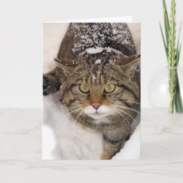 Festiva Tarjeta de navidades - Scottish Wildcat (Anverso)