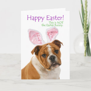 Festiva Tarjeta de pascua divertida del bulldog
