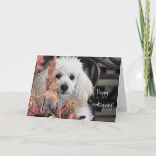 Festiva Tarjeta de perro de Poodle Feliz Día de Gracias