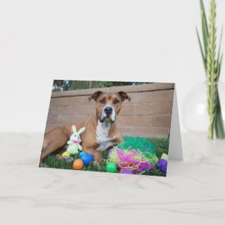 Festiva Tarjeta de Pitbull pascua