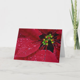 Festiva Tarjeta de Poinsetta buenas fiestas