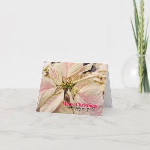 Festiva Tarjeta de Poinsettia para Navidades rosados en bo