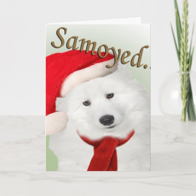 Festiva Tarjeta de retrato de Navidades de Samoyed (Anverso)