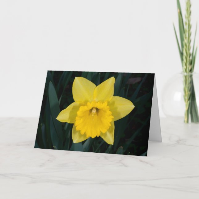 Festiva Tarjeta de saludo de Daffodil (Anverso)