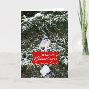 Festiva Tarjeta de saludo de invierno azul Jay Holiday