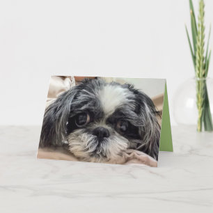 Festiva Tarjeta de saludo Shih Tzu Chica