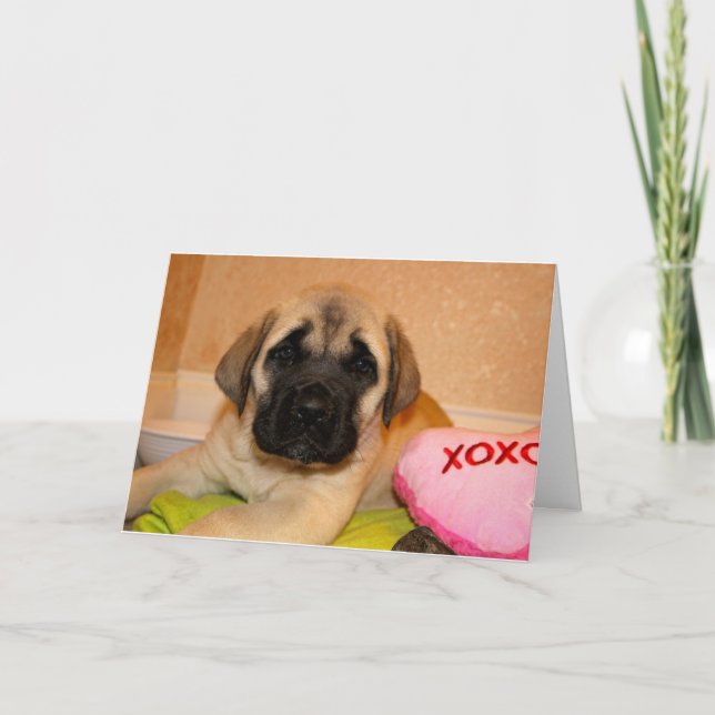 Festiva Tarjeta de San Valentín Mastiff inglesa (Anverso)