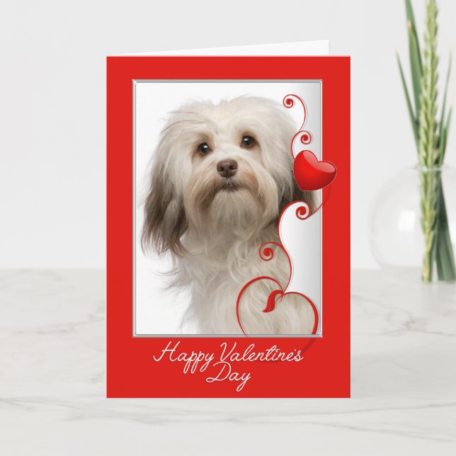 Festiva Tarjeta de San Valentín para Havanese (Anverso)