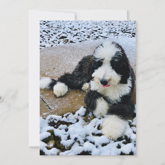 Festiva Tarjeta de Sheepadoodle (Anverso)