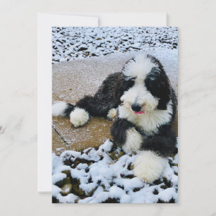 Festiva Tarjeta de Sheepadoodle