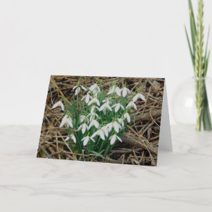 Festiva Tarjeta de Snowdrops