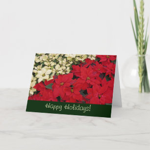Festiva Tarjeta de vacaciones de poinsettias rojas y blanc