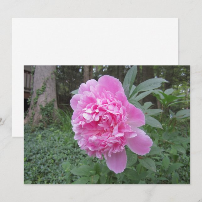 Festiva Tarjeta de vacaciones Peony Flat (Anverso / Reverso)