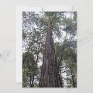 Festiva Tarjeta de vacaciones plana Sequoia