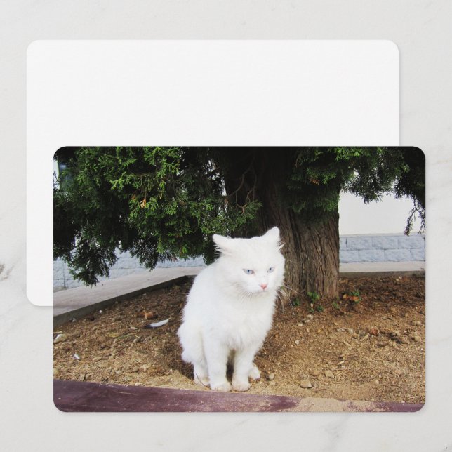 Festiva Tarjeta de vacaciones Pooping Cat Flat (Anverso / Reverso)