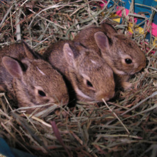 Festiva Tarjeta de vacaciones "Tres en fila"