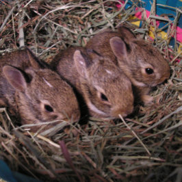 Festiva Tarjeta de vacaciones "Tres en una fila"