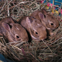 Festiva Tarjeta de vacaciones "Tres en una fila"