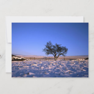 Festiva Tarjeta de vacaciones Winthorn Tree